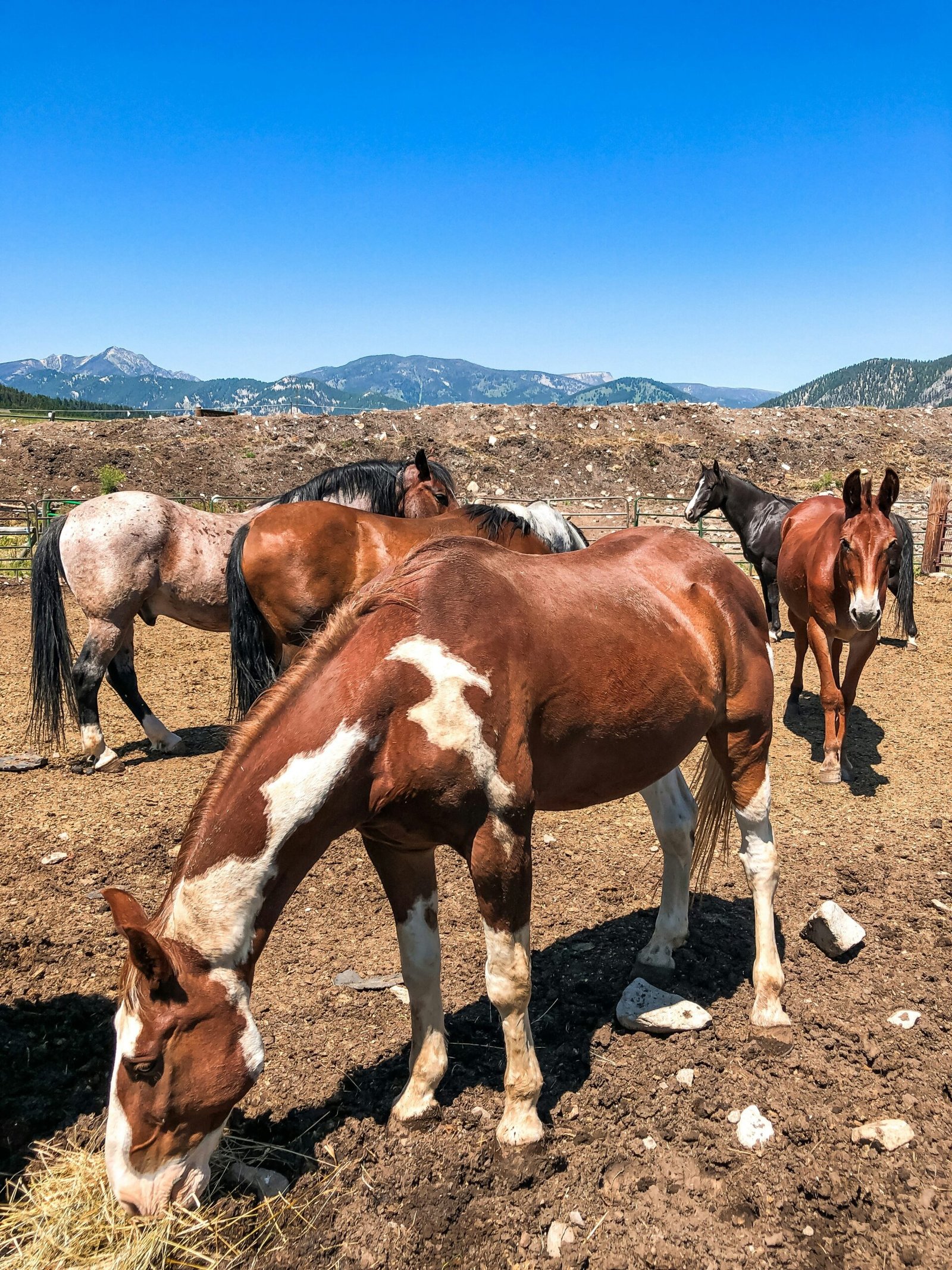 a group of horses standing on top of a dirt field